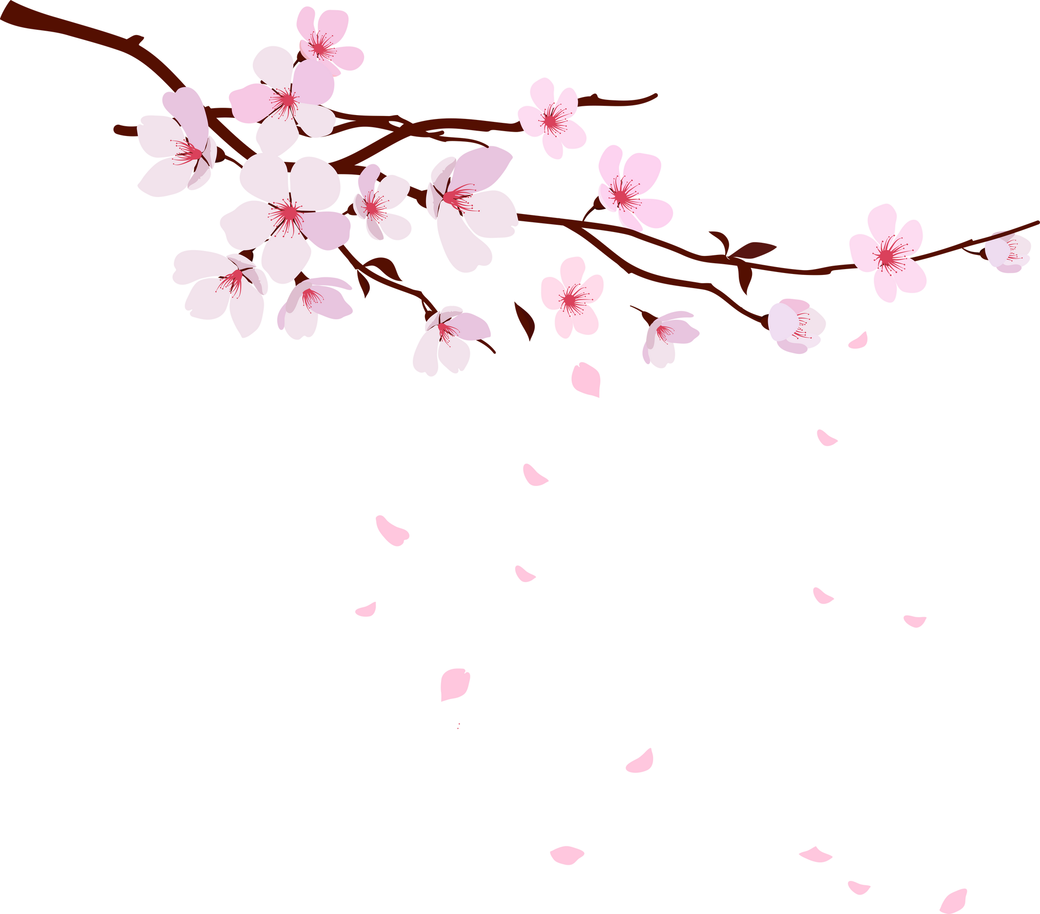 cherry blossoms